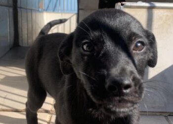 Abertas 250 vagas para programa de controle populacional de cães e gatos nesta sexta-feira em Caraguatatuba