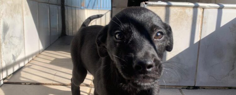 Abertas 250 vagas para programa de controle populacional de cães e gatos nesta sexta-feira em Caraguatatuba