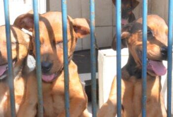 Caraguatatuba realiza Feira de Adoção neste sábado com pets resgatados à espera de um novo lar