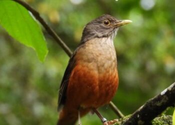 120 aves silvestres reabilitadas são devolvidas à natureza em Caraguatatuba