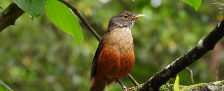 120 aves silvestres reabilitadas são devolvidas à natureza em Caraguatatuba