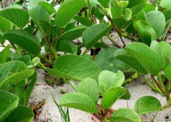 Mutirão de plantio de jundu tem participação de alunos do Instituto Federal em Caraguatatuba