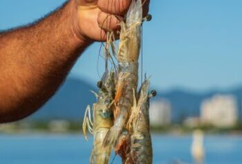 Período de defeso do camarão começa nesta quarta-feira (28) em Caraguatatuba