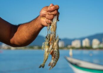 Consumo de pescado local valoriza tradição e impulsiona desenvolvimento de Caraguatatuba