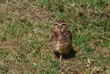Caraguatatuba reforça proteção às tocas de corujas e orienta moradores e visitantes sobre respeito à sinalização ambiental