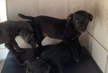 Centro de Controle de Zoonoses abre 300 vagas para serviço de controle populacional de cães e gatos nesta sexta-feira