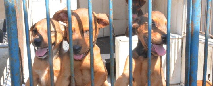 Cães e gatos estão disponíveis para adoção no Centro de Controle de Zoonoses neste sábado em Caraguatatuba