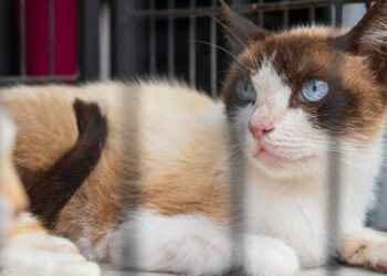Feira de adoção resulta em quatro novos lares para cães e gatos em Caraguatatuba