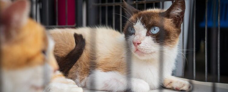 Feira de adoção resulta em quatro novos lares para cães e gatos em Caraguatatuba