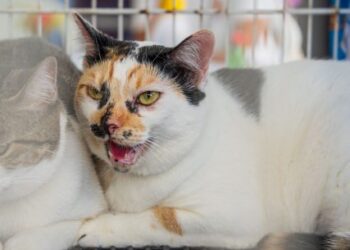 Cerca de 30 animais estão para adoção em feira promovida pelo Centro de Controle de Zoonoses neste sábado