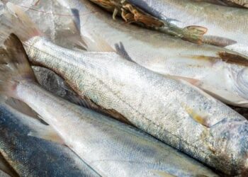 Entrepostos de pesca têm horários especiais para o feriado de Páscoa em Caraguatatuba