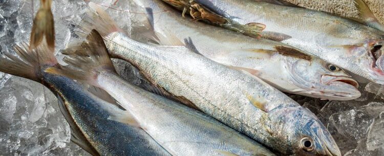 Entrepostos de pesca têm horários especiais para o feriado de Páscoa em Caraguatatuba