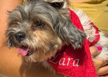 Defesa Civil resgata Cachorrinha em vala e reencontra família tutora com apoio da população em Caraguatatuba