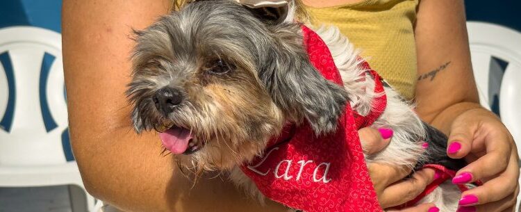 Defesa Civil resgata Cachorrinha em vala e reencontra família tutora com apoio da população em Caraguatatuba