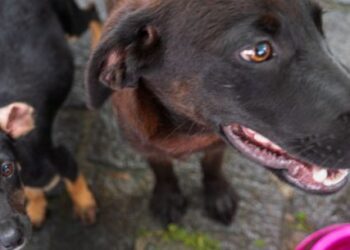Feira de adoção de animais mobiliza Caraguatatuba neste sábado e convida população a participar