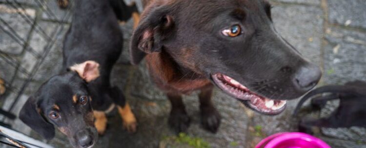 Feira de adoção de animais mobiliza Caraguatatuba neste sábado e convida população a participar