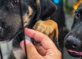 Centro de Controle de Zoonoses abre 250 vagas para agendar castração de cães e gatos na próxima segunda-feira