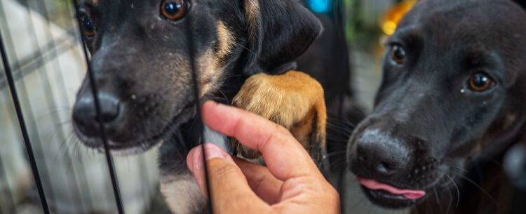 Centro de Controle de Zoonoses abre 250 vagas para agendar castração de cães e gatos na próxima segunda-feira
