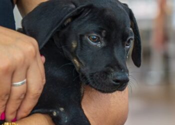 Centro de Controle de Zoonoses abre 200 vagas para agendar castração de cães e gatos