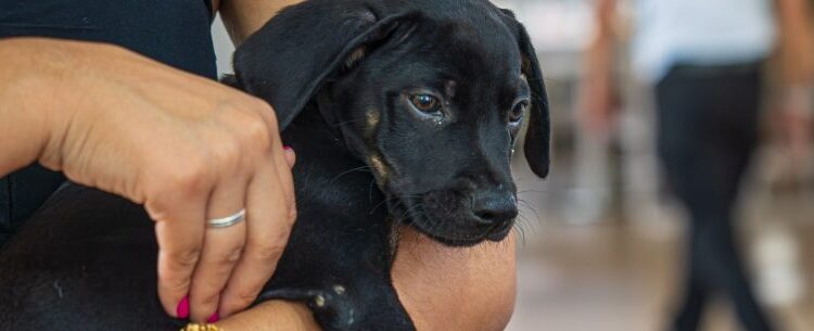 Centro de Controle de Zoonoses abre 200 vagas para agendar castração de cães e gatos