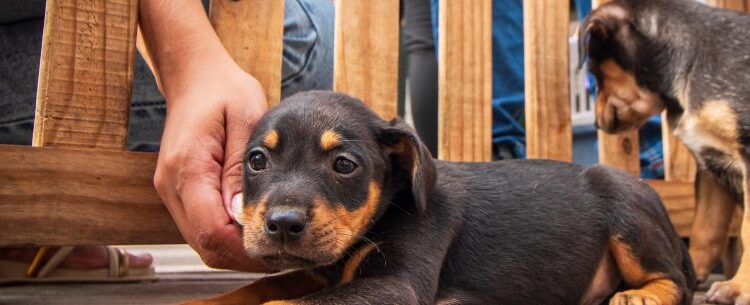 Caraguatatuba promove “Arraiá da Adoção” de cães e gatos neste sábado