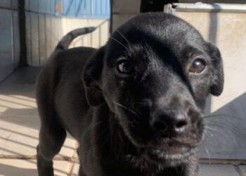 Caraguatatuba promove feira de adoção de cães neste sábado