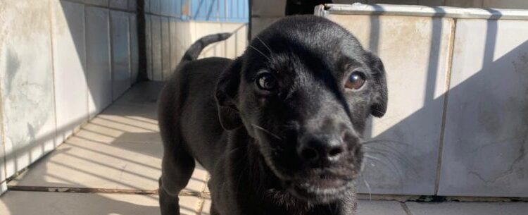 Caraguatatuba promove feira de adoção de cães neste sábado