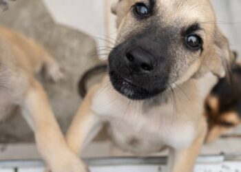 Centro de Controle de Zoonoses abre 500 vagas para agendar castração de cães e gatos nesta sexta-feira