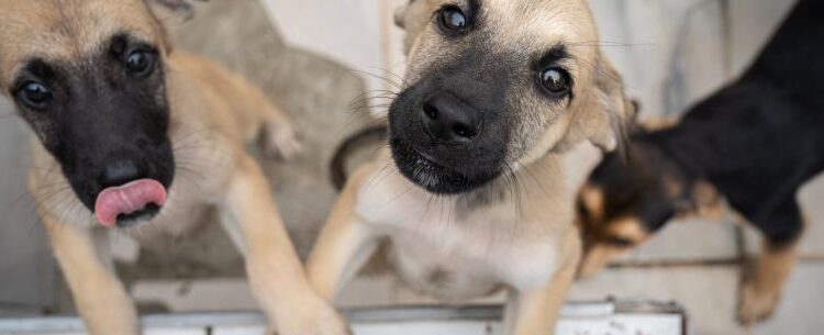 Centro de Controle de Zoonoses abre 500 vagas para agendar castração de cães e gatos nesta sexta-feira